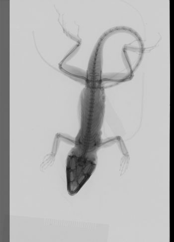 Media type: image;   Herpetology R-189301